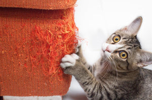 Why Does My Cat Do that?!  - For New Cat Owners